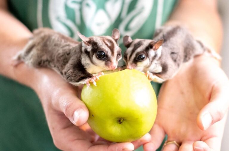 sugar glider as exotic animals