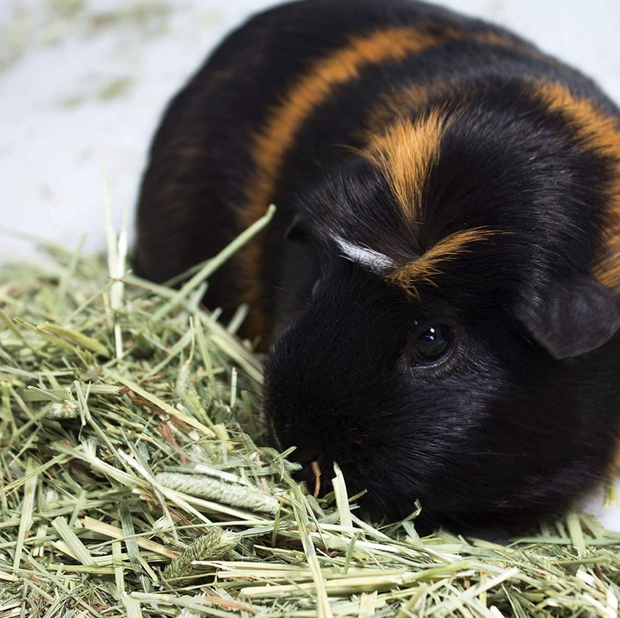 guinea pig