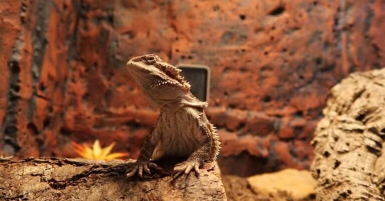 bearded dragon as exotic animals
