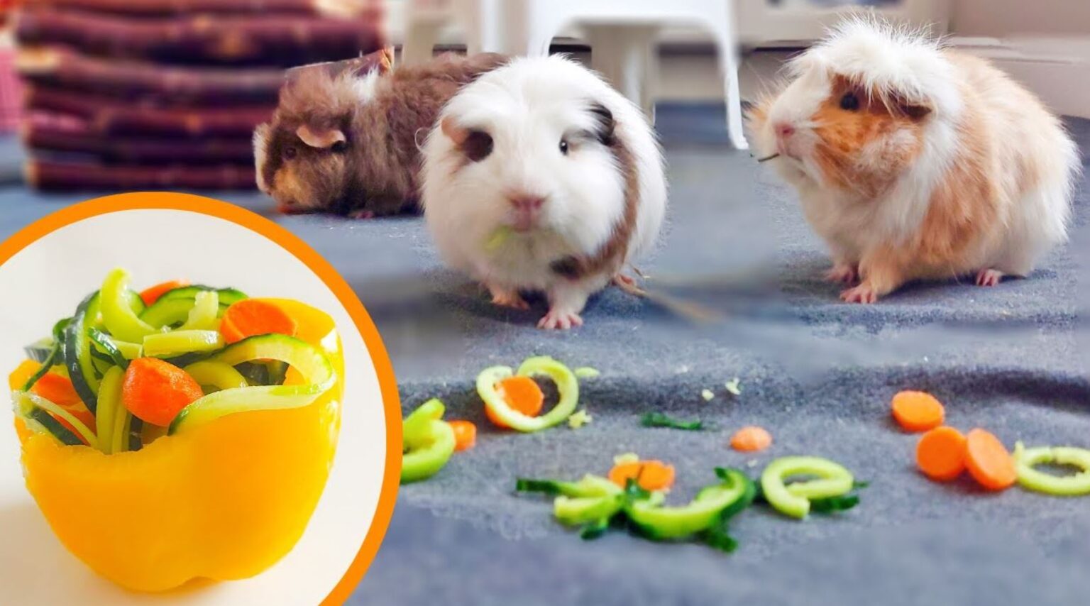 View of What’s The Best Guinea Pig Food? Here's Nutrition Guide (2025)