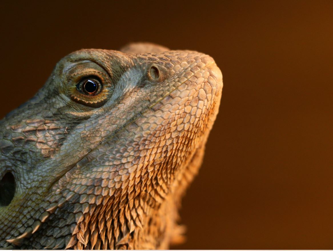 bearded dragon close up