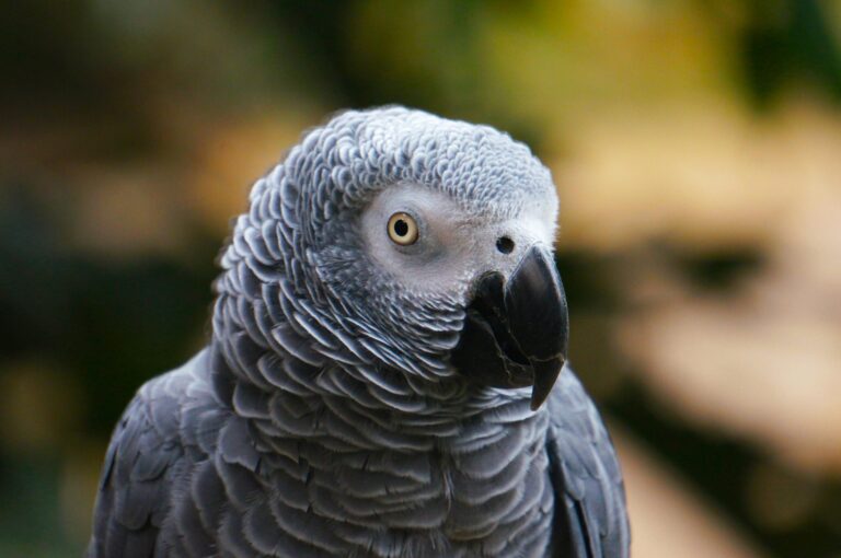 parrot as exotic animals