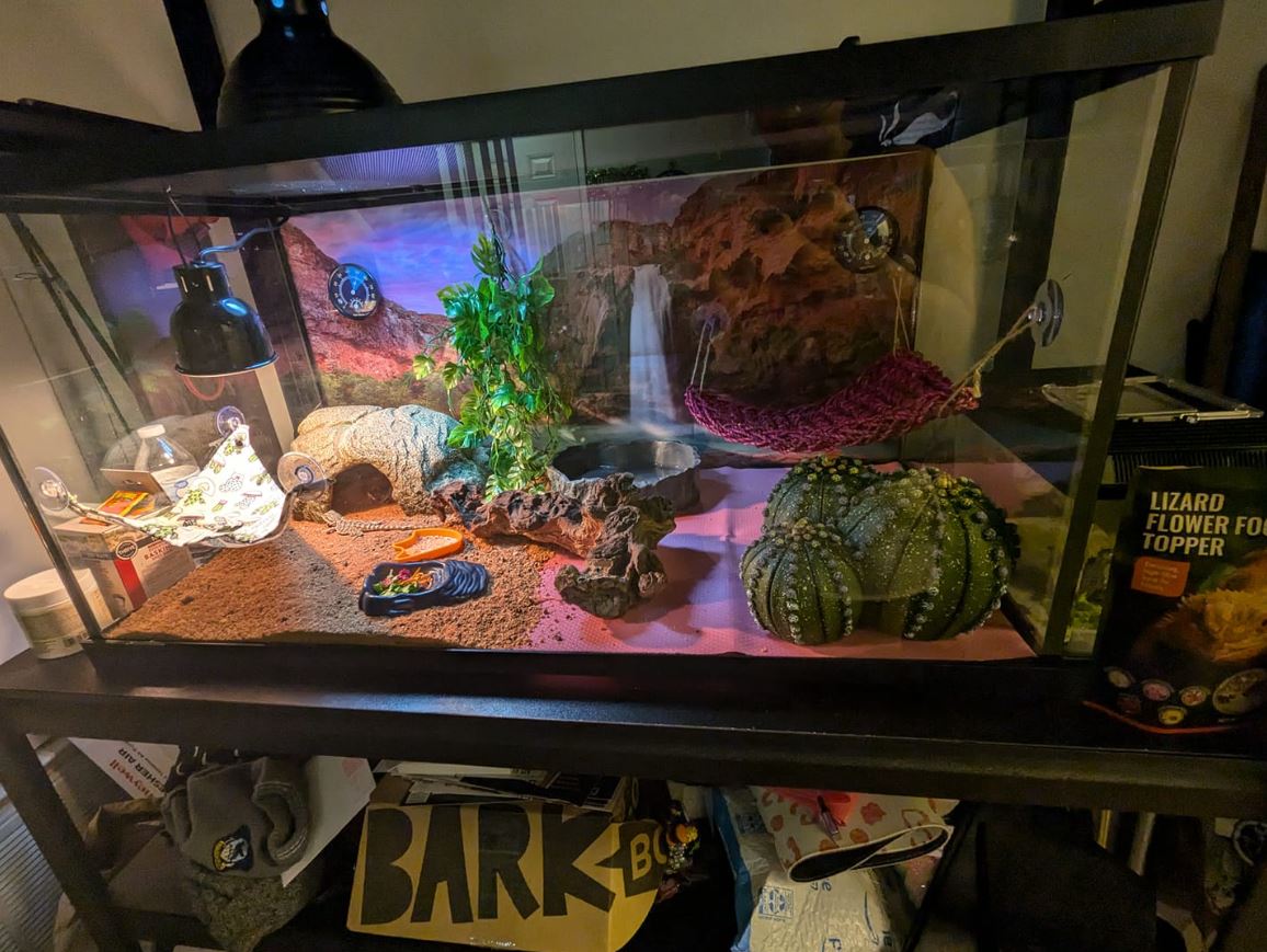 bearded dragon setup