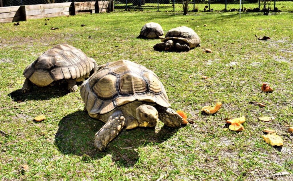 tortoise as exotic animals