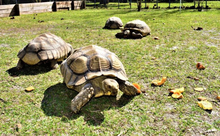 tortoise as exotic animals