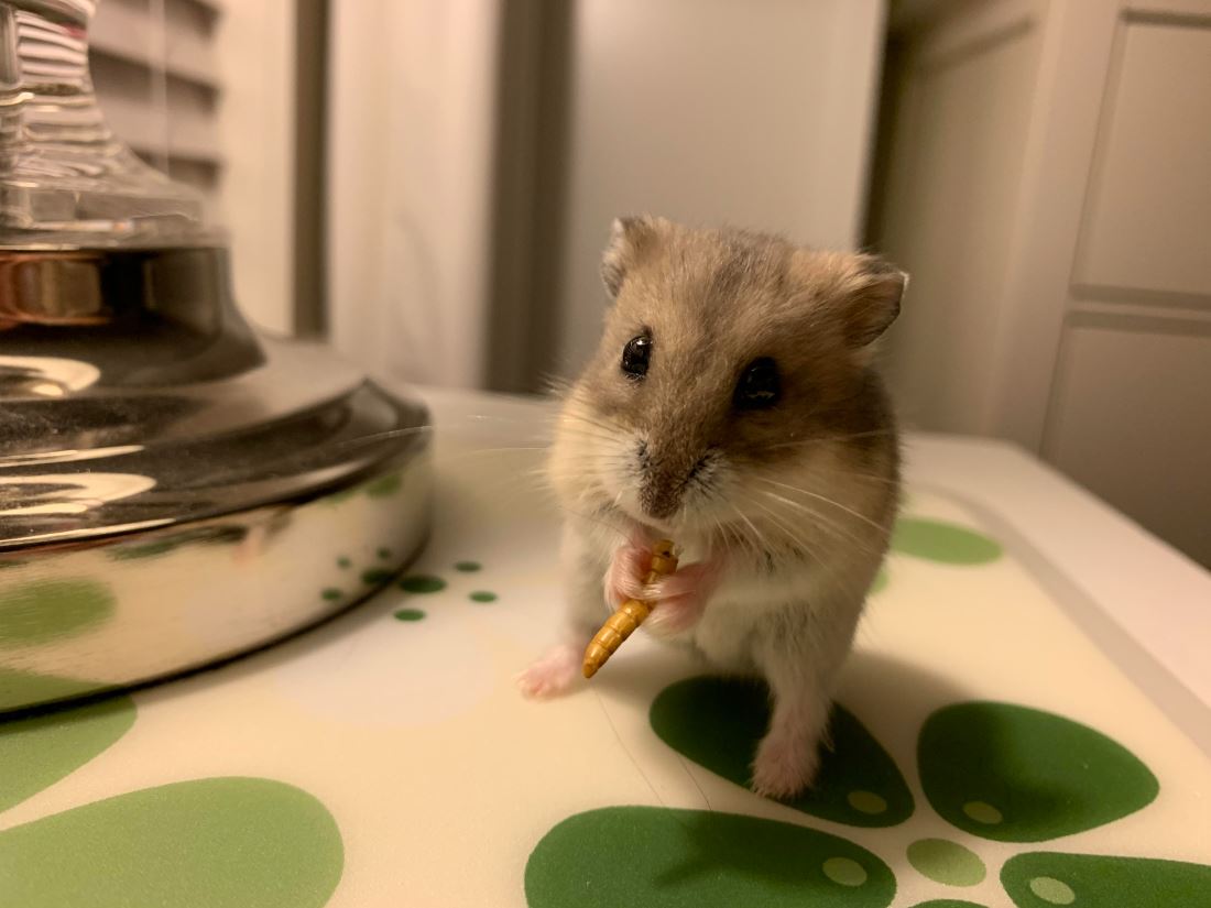 hamster food protein