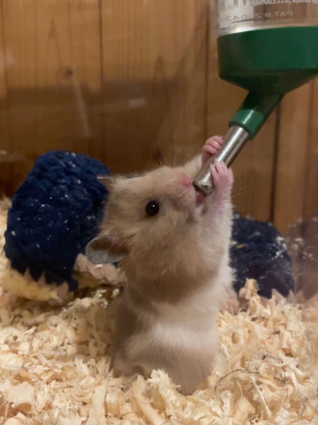 hamster drinking