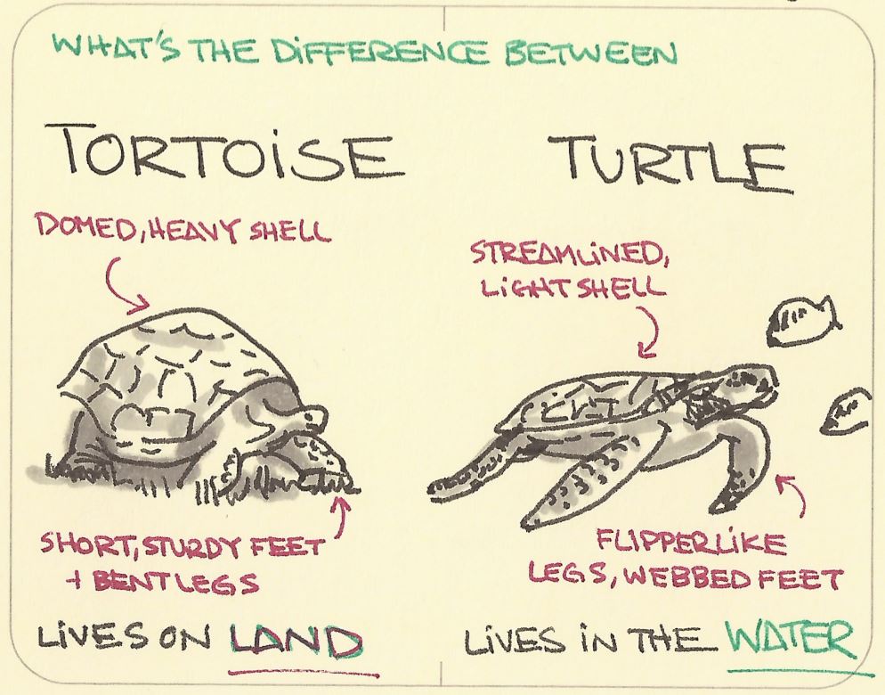 turtle and tortoise