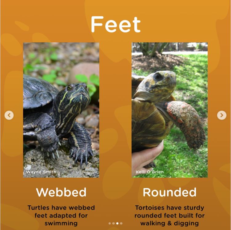 turtle and tortoise