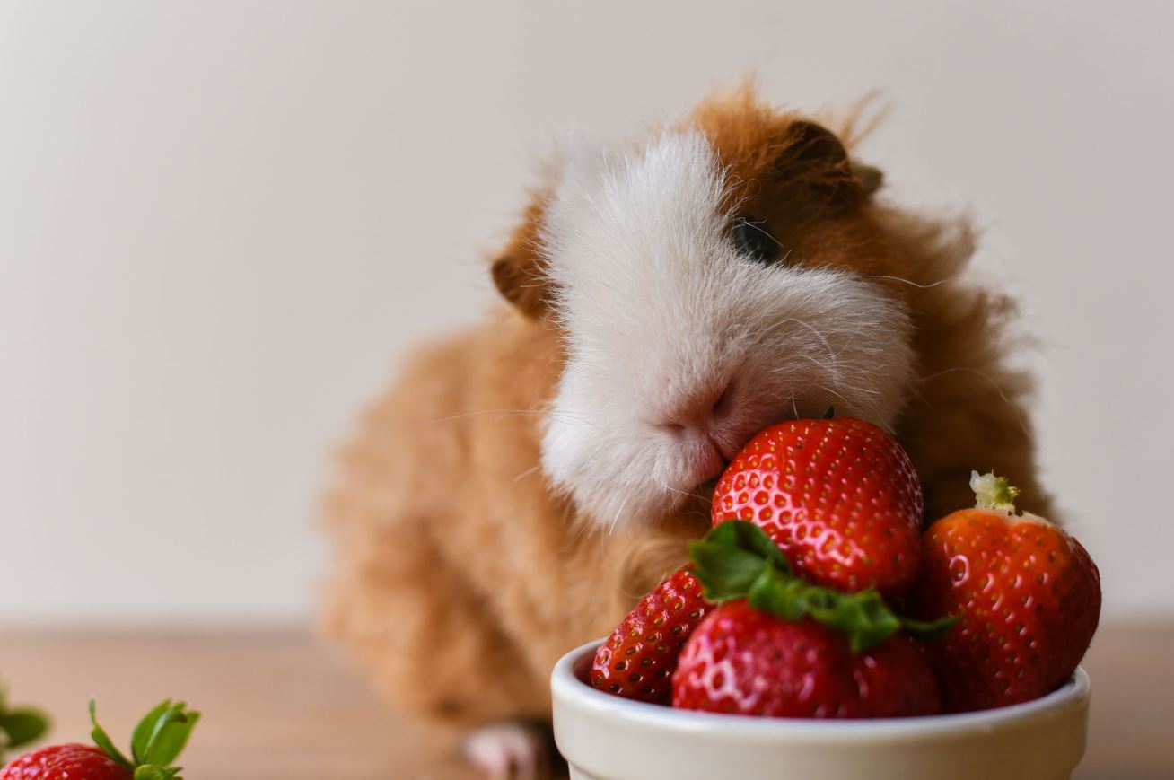 Guinea pig