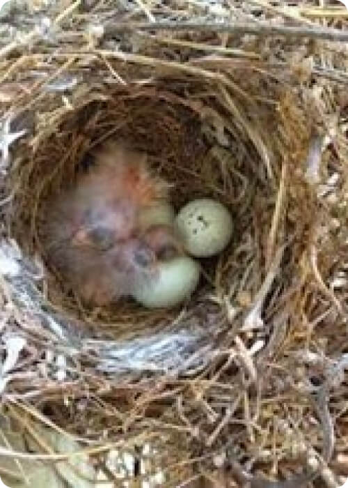 animals that lay eggs