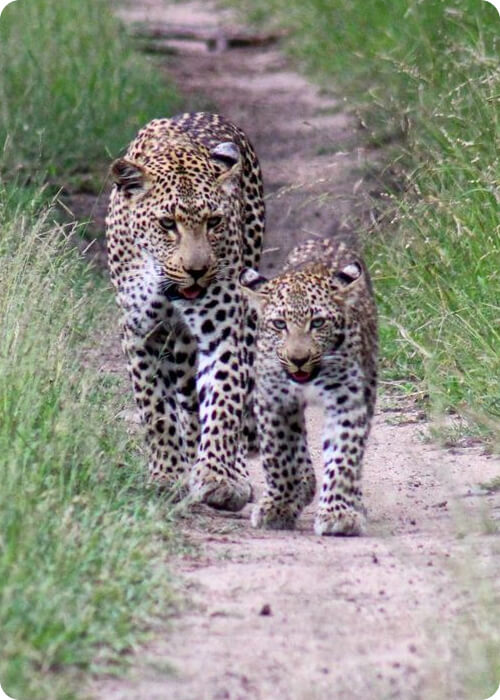 animals that lay eggs