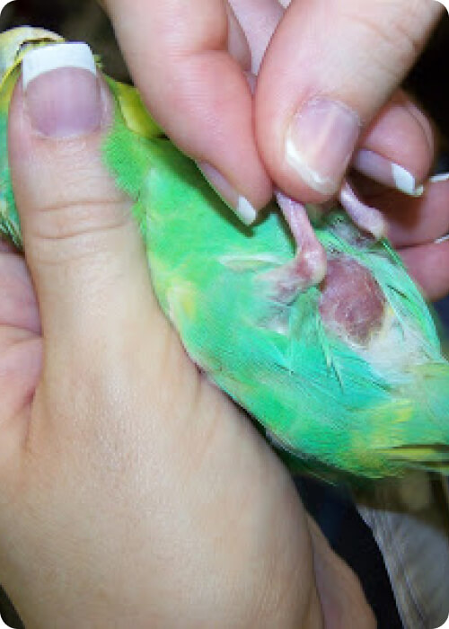 animals that lay eggs