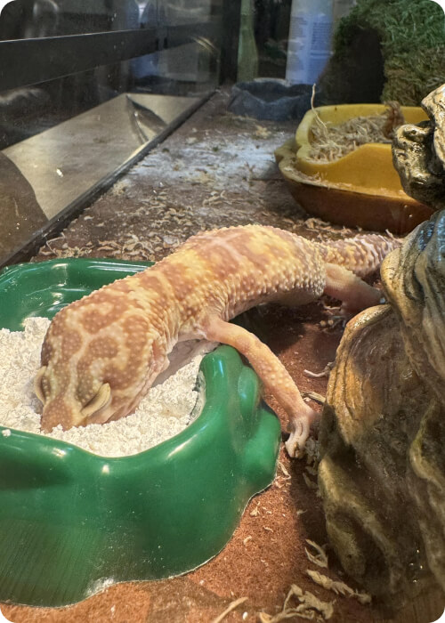 animals that lay eggs