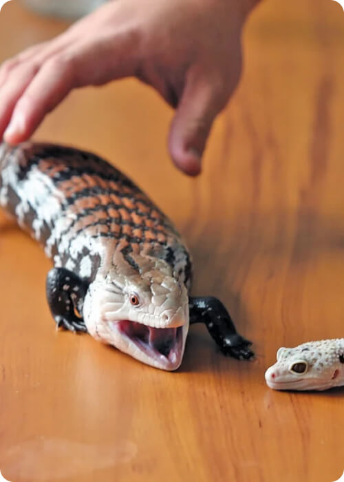 animals that lay eggs