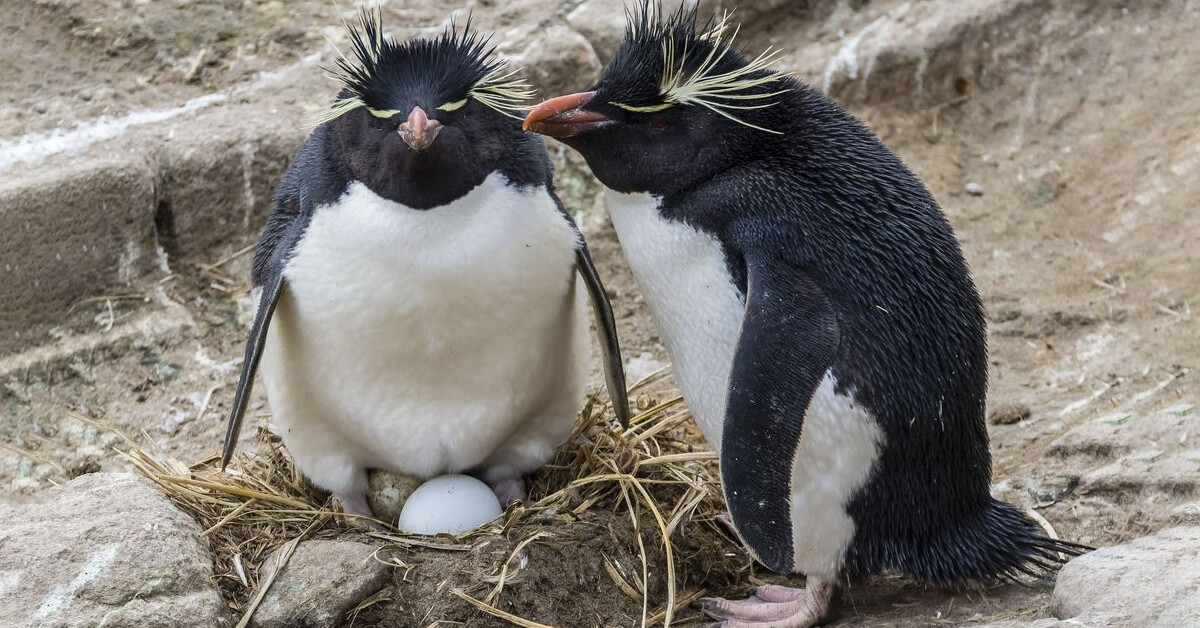 animals that lay eggs