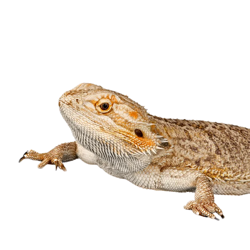 bearded dragon pet