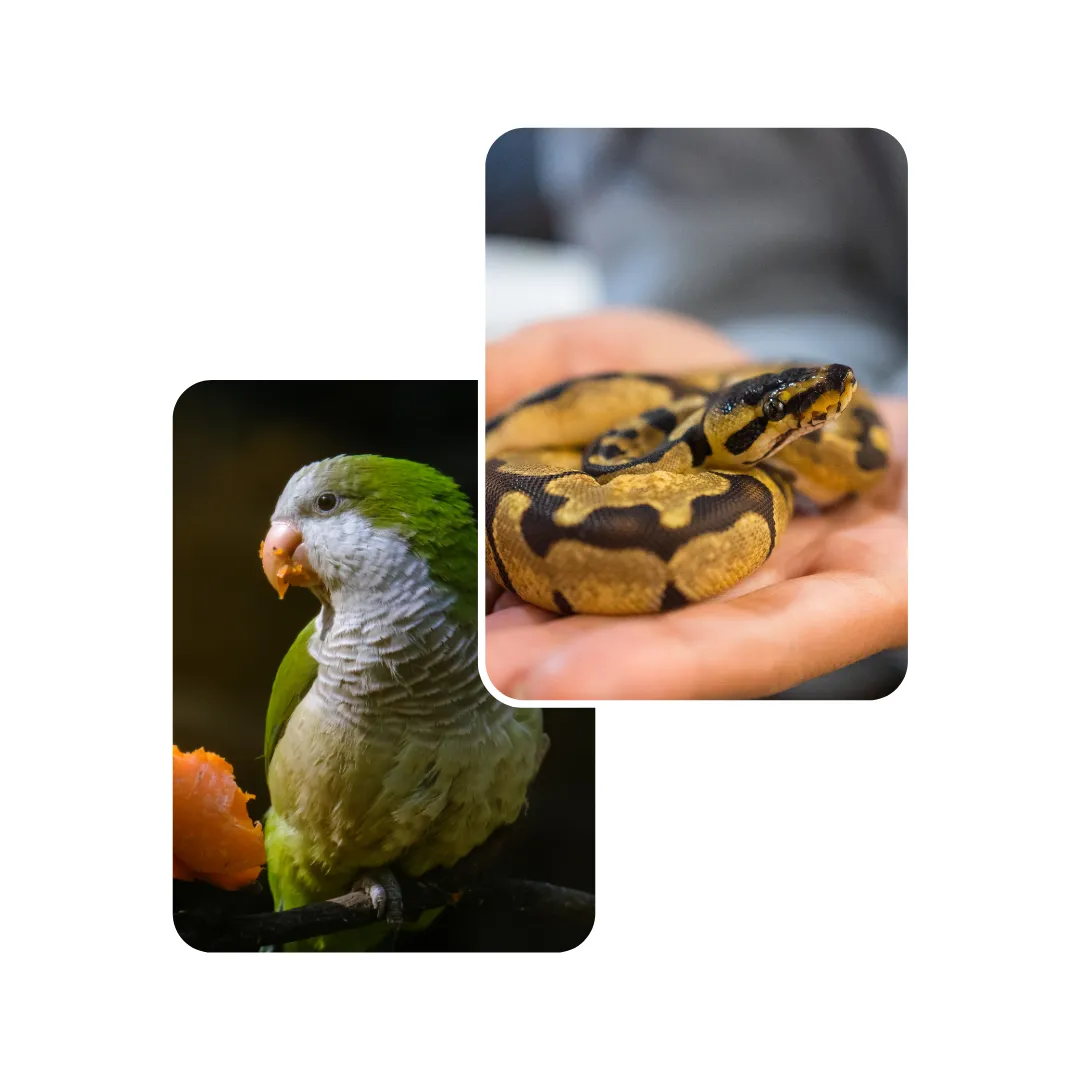 beginner guide for exotic pets