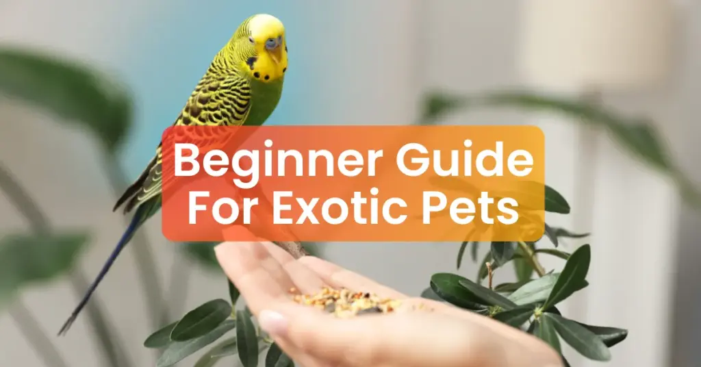beginner guide for exotic pets