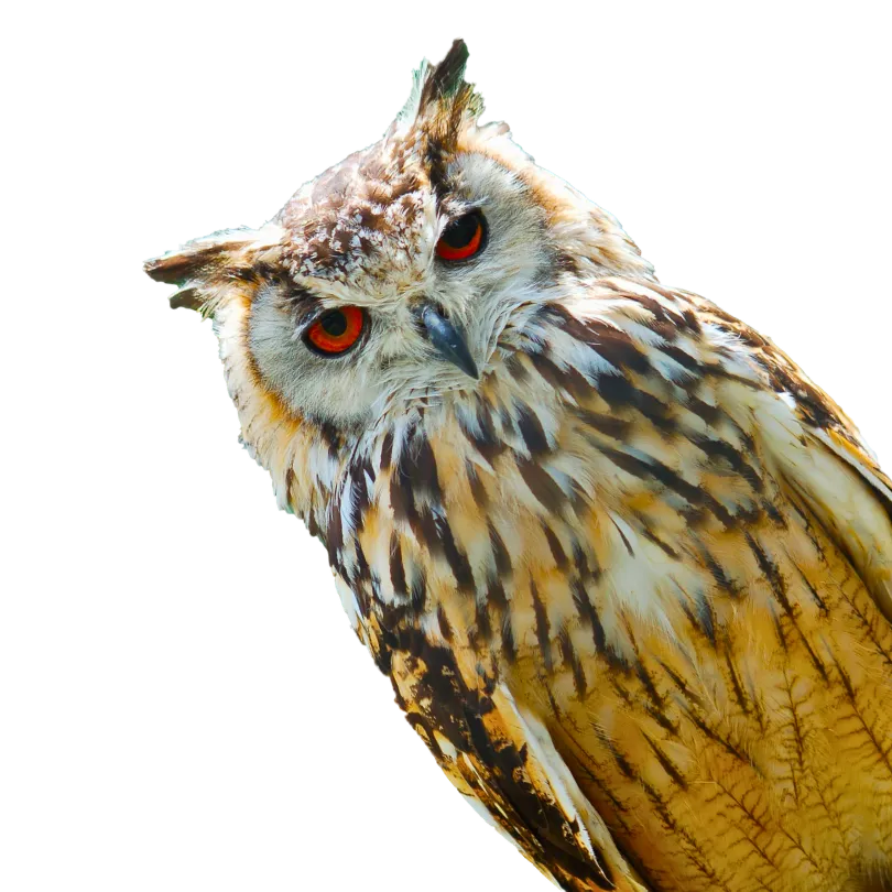 bird pet