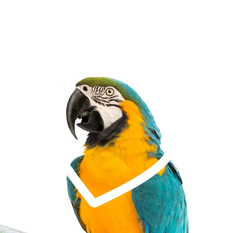 bird