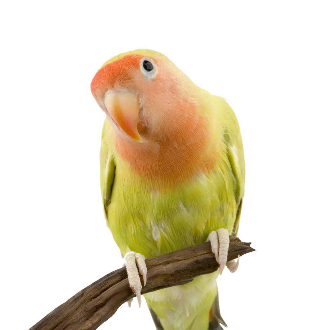 bird plucking