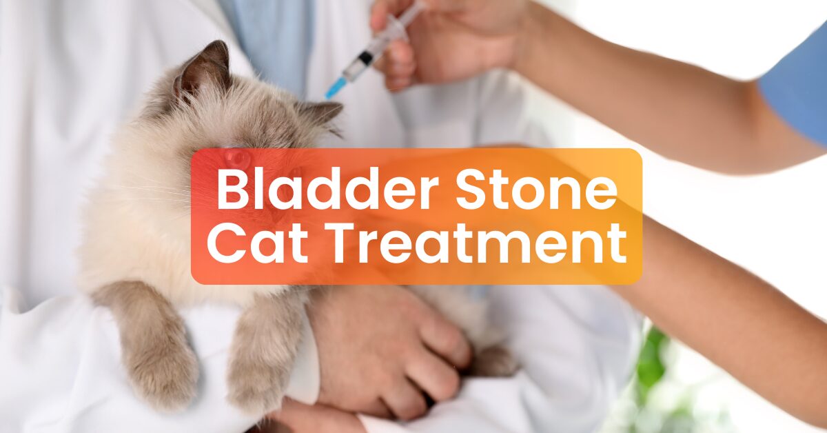 Cat Bladder Stone Treatment | Veterinary Clinic Subang Jaya