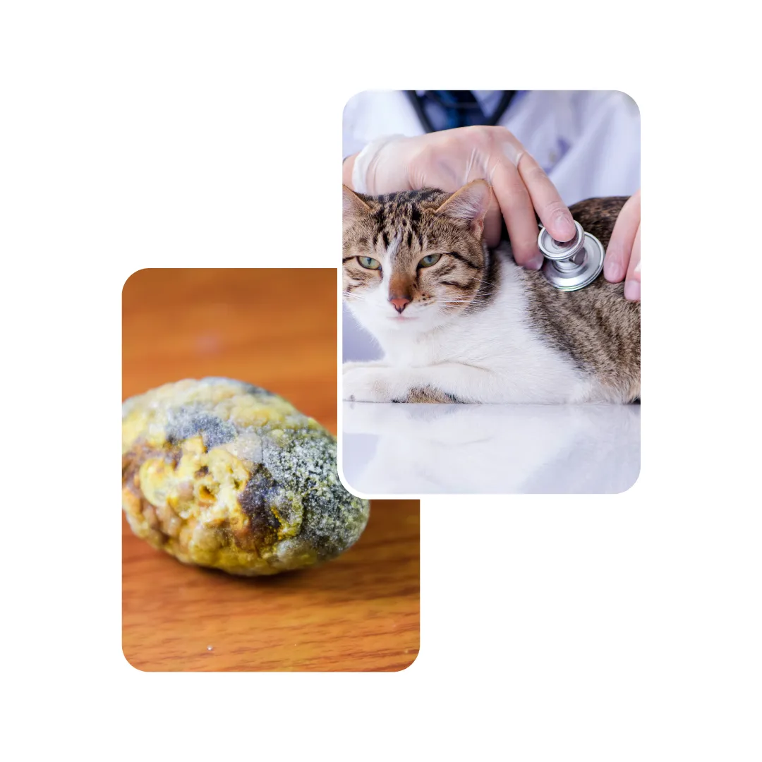 bladder stone cat treatment