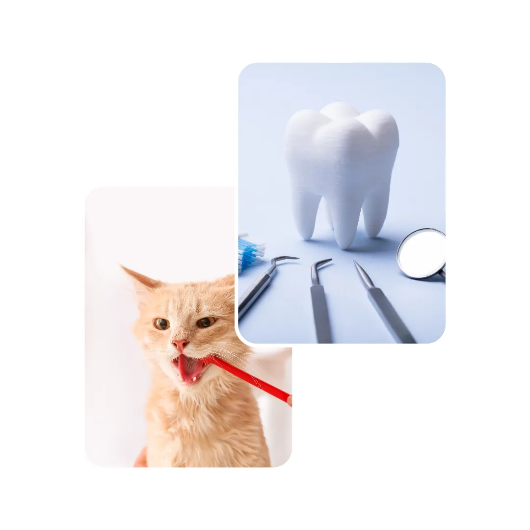 cat dental scaling