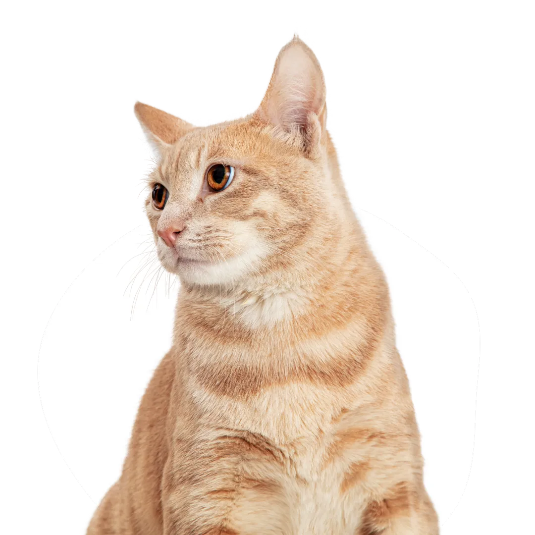 cat diarrhea