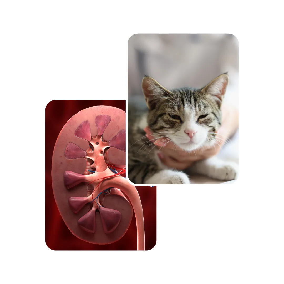 cat kidney