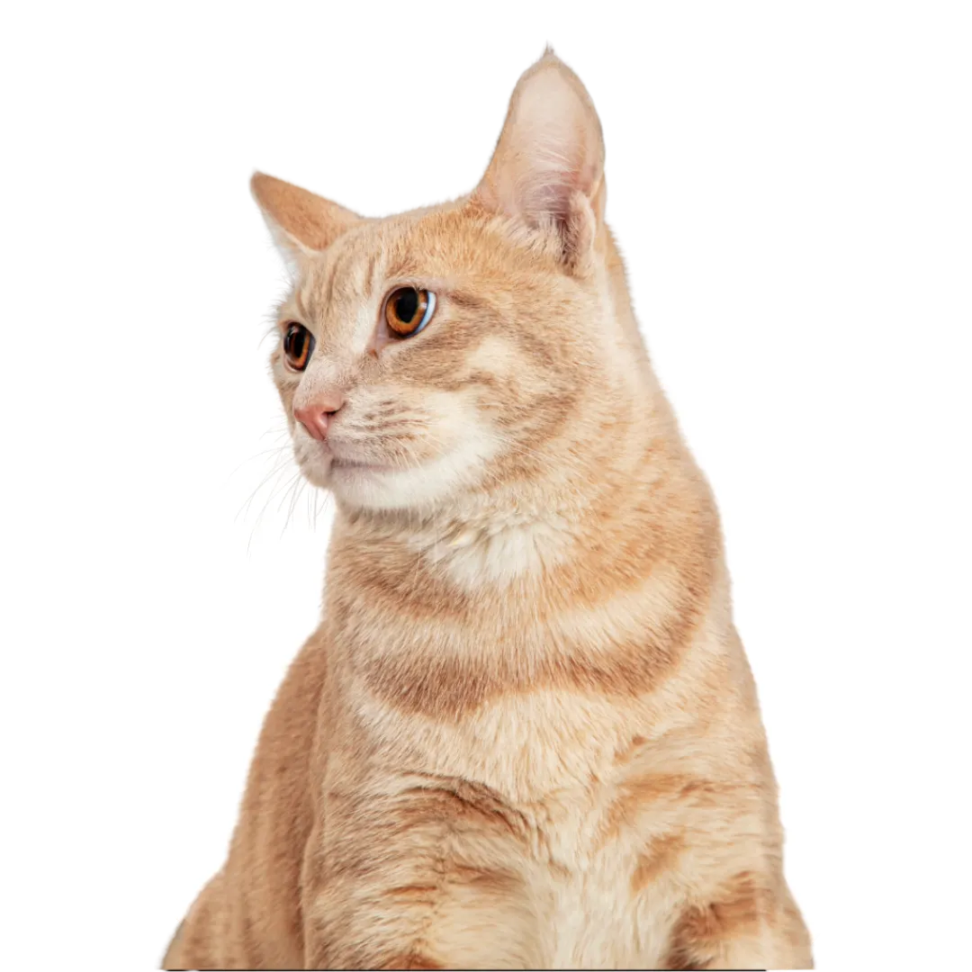 cat kidney