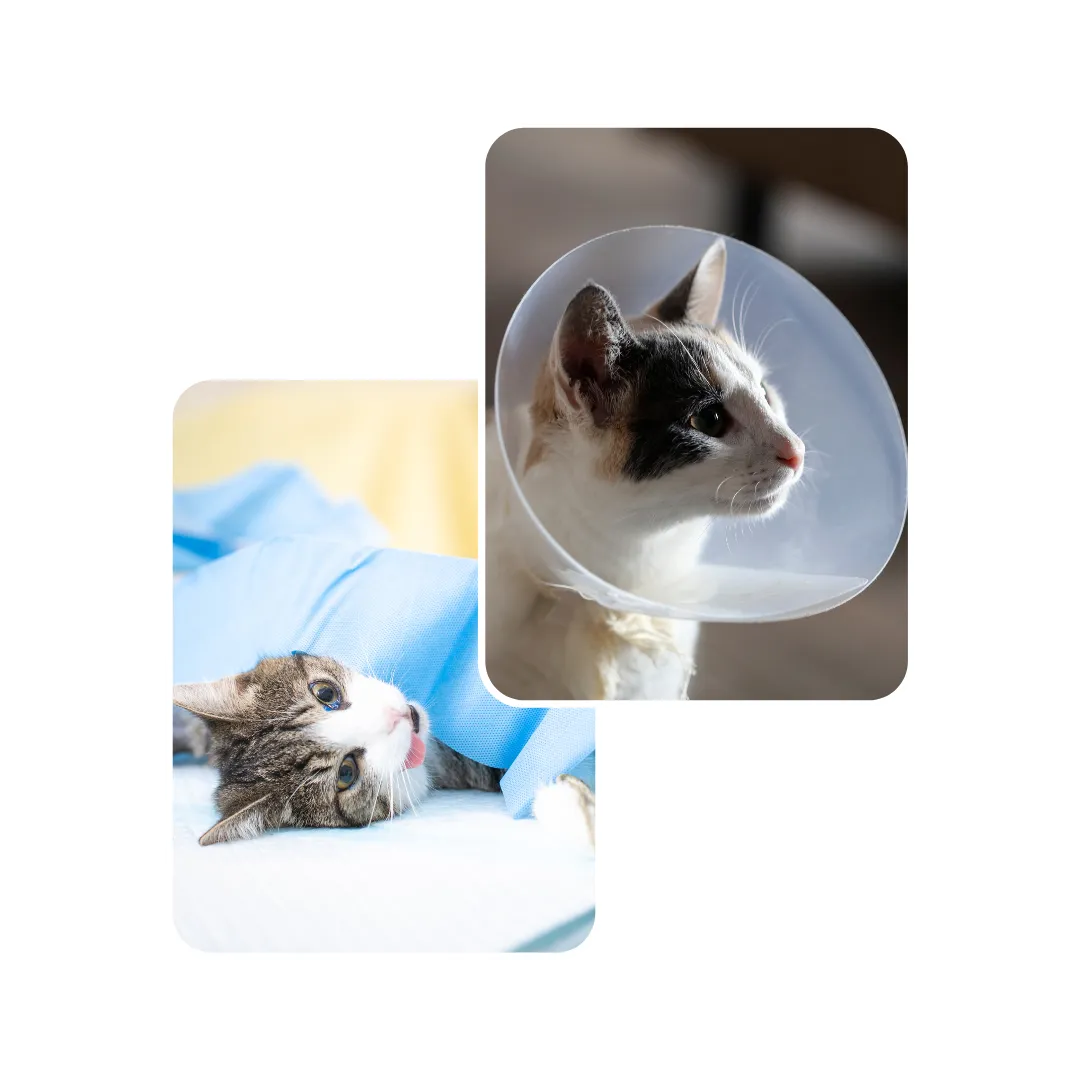 cat neutering