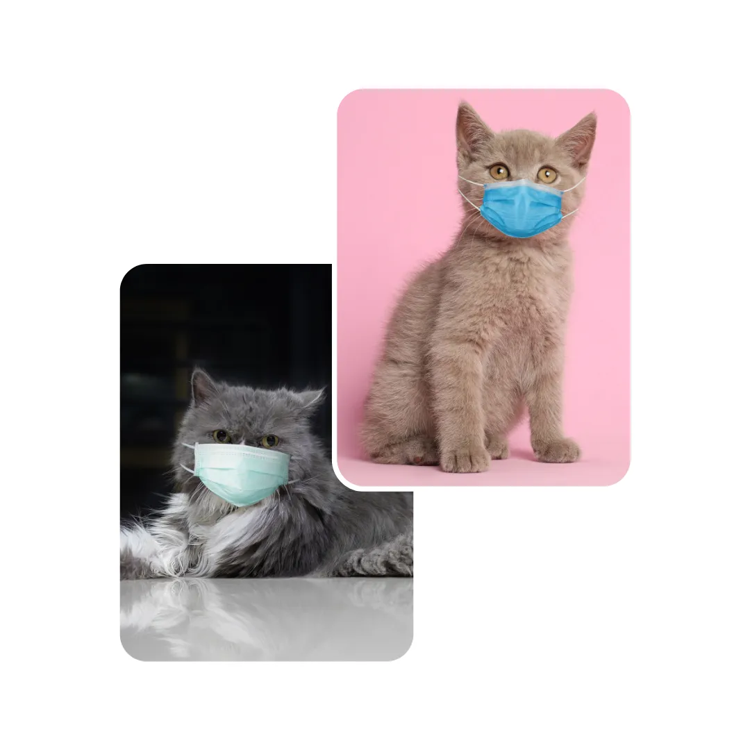 cat respiratory