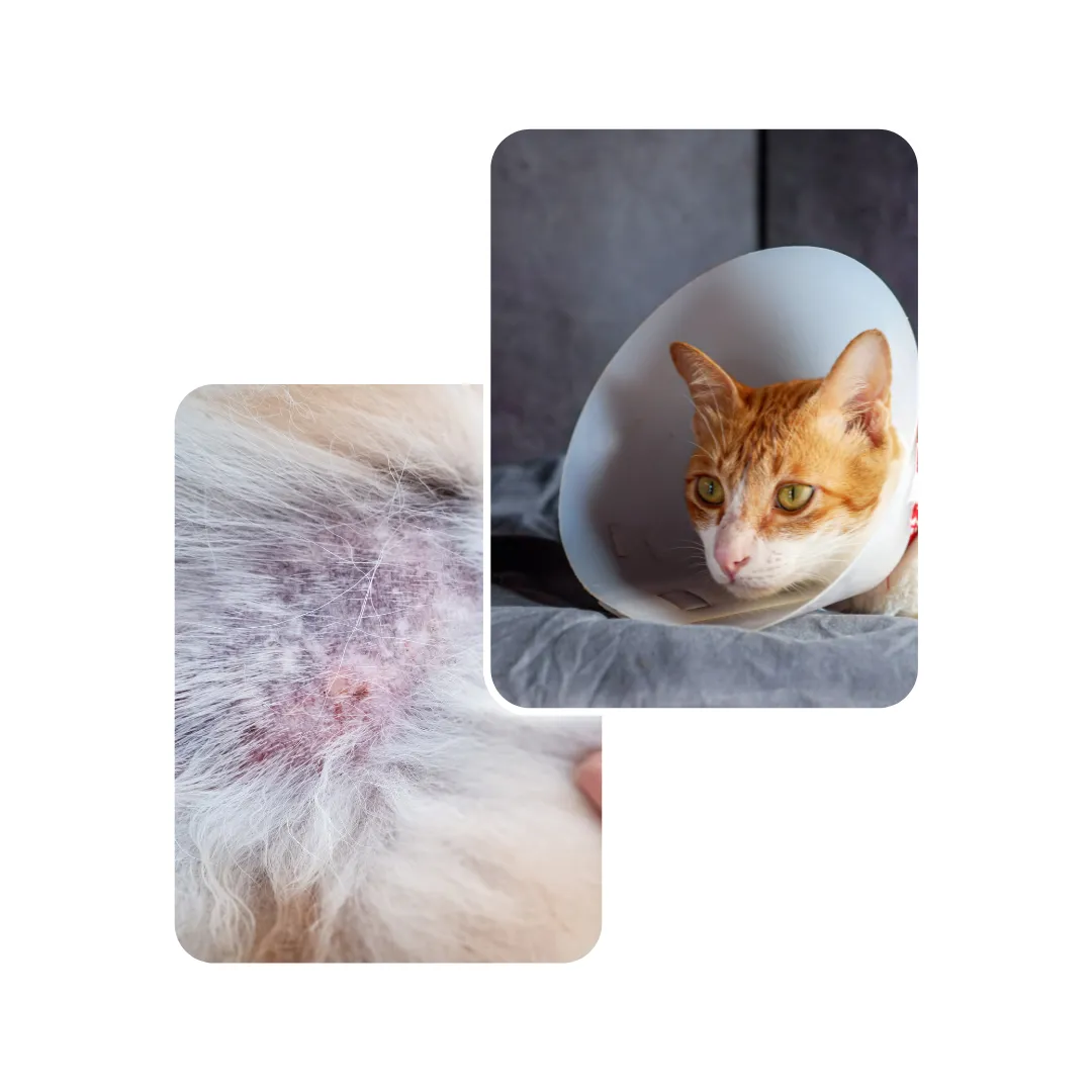 cat skin disease
