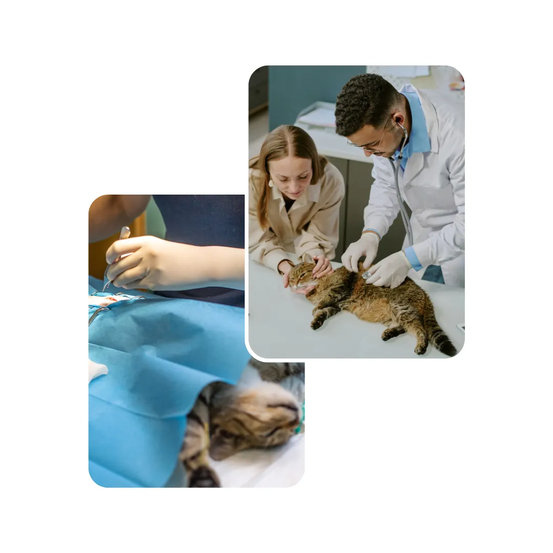 cat surgery