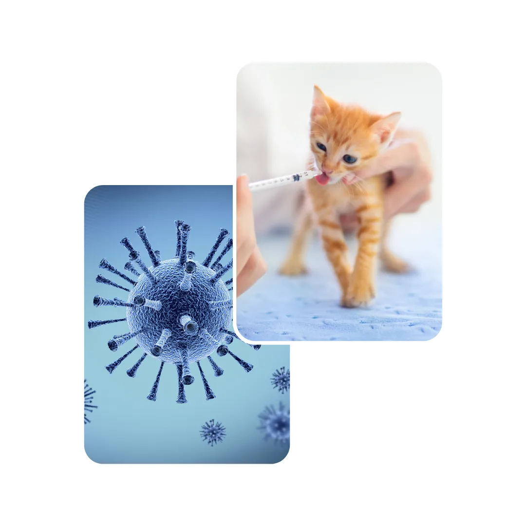 cat virus