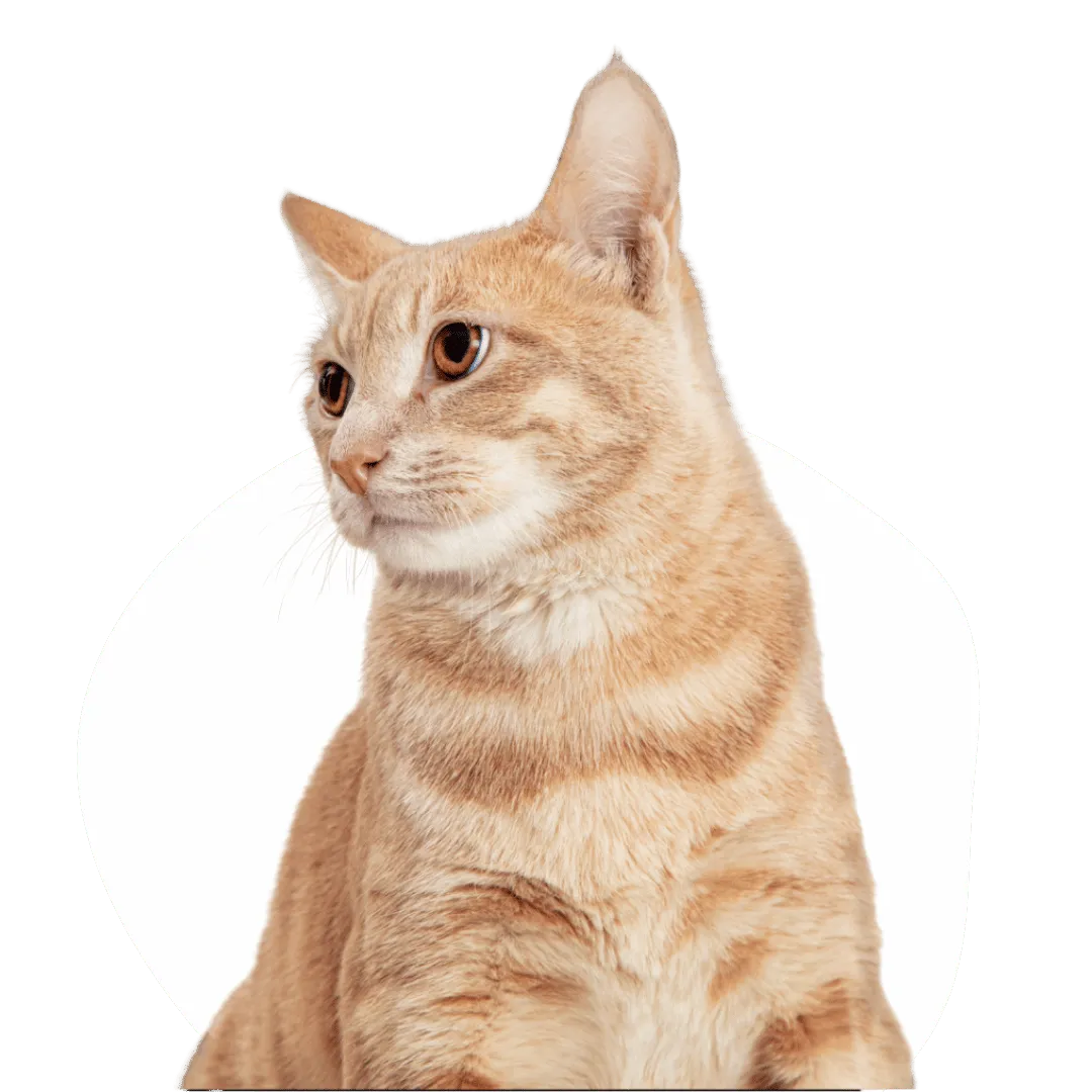 cat vomiting