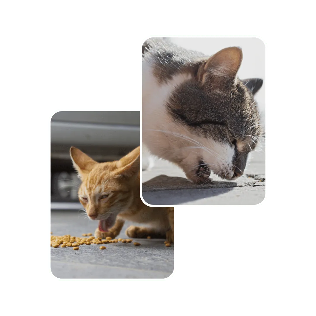 cat vomiting