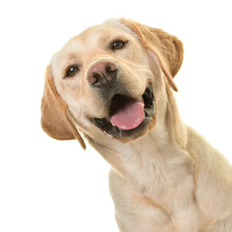 dog pet