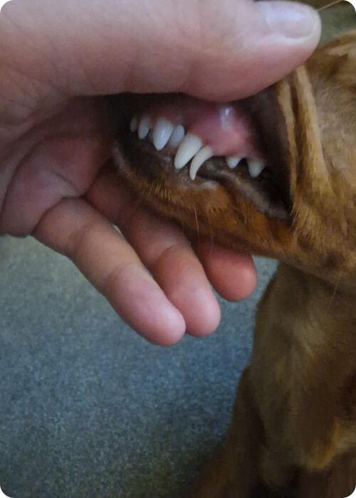 dog teeth guide