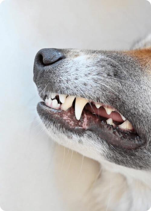 dog teeth guide