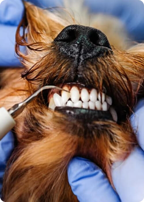 dog teeth guide