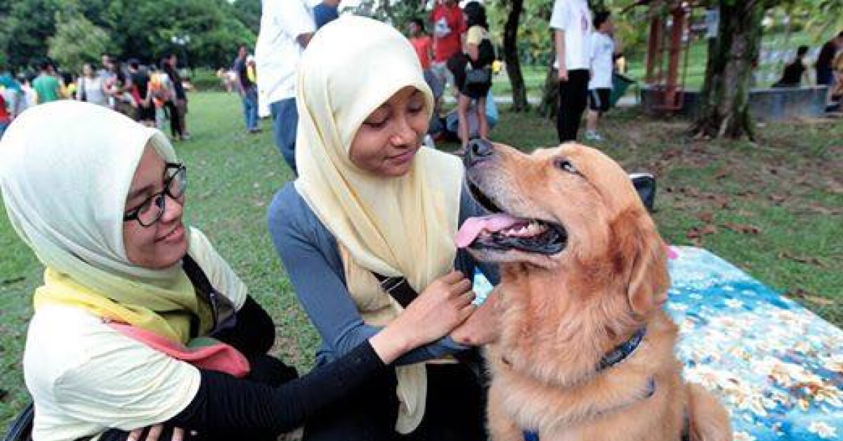 dog teeth guide
