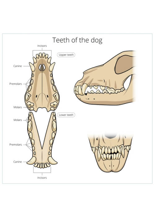 dog teeth guide