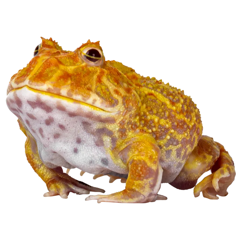 frog pet