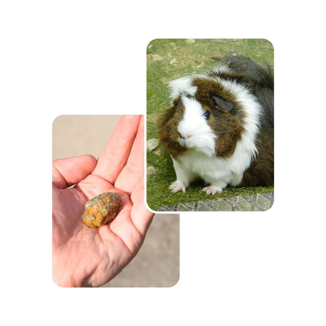 guinea pig bladder stone