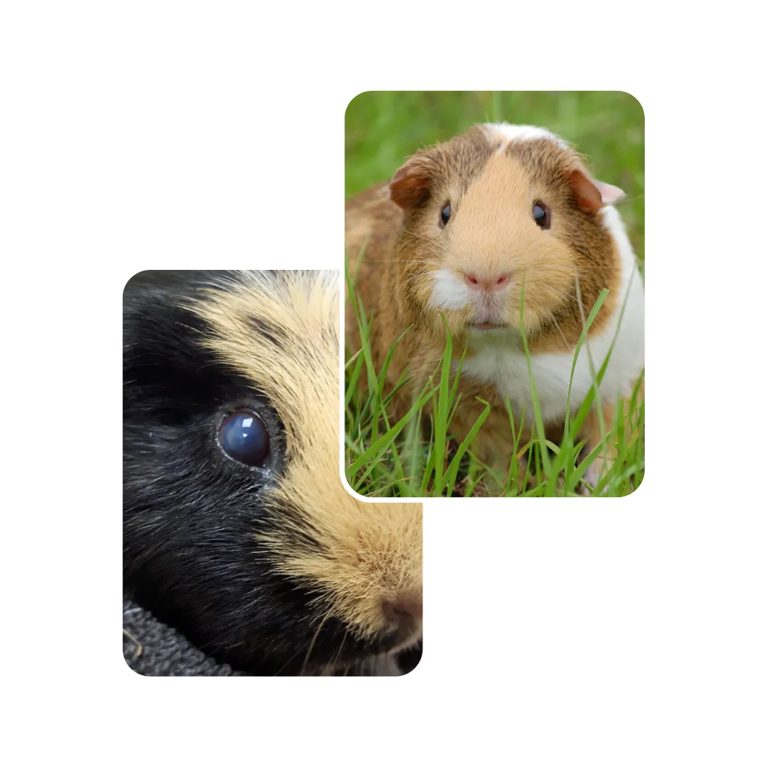 guinea pig conjunctivitis