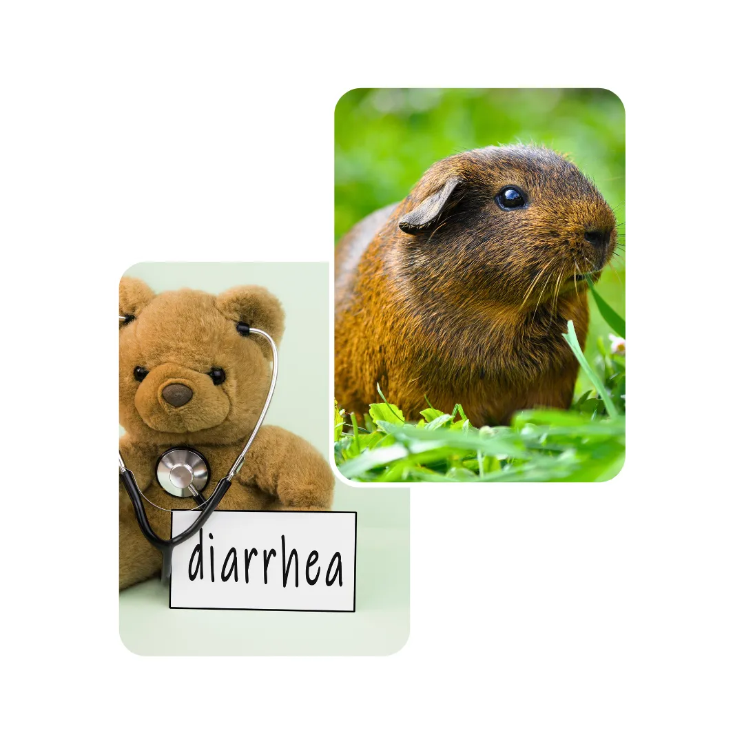 guinea pig diarrhea