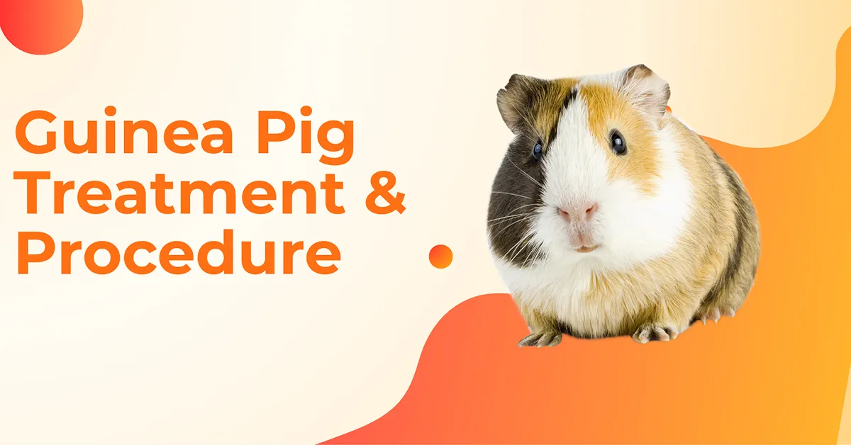 Image showcasing Guinea Pig Care Guide | Health, Diet & Common Health Issues